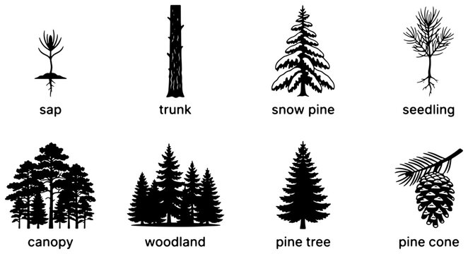 Diverse Pine Tree Silhouettes and Growth Stages, Vector Icons Set: Sapling, Trunk, Canopy, Woodland, Snow Pine, Seedling, Pine Tree, Pine Cone