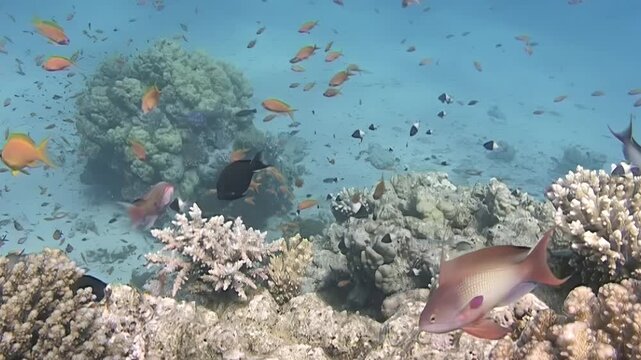 Small orange and black fish swim near a large coral formation in clear blue water.