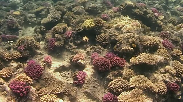Healthy coral formations exhibit brown and magenta hues against white sandy patches in this underwater environment as small fish swim past various sessile organisms during clear daylight hours.