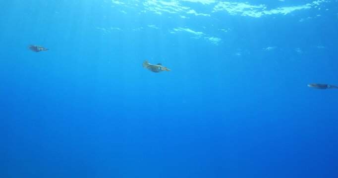 calamar scenery underwater with sun beams and sun rays swim  cephalopod loligo vulgaris