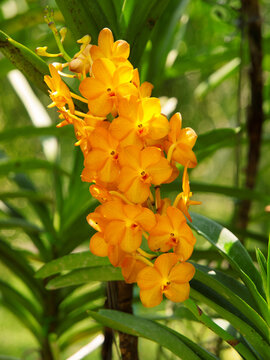 Purple Vanda orchid in Thailand garden. Green garden on background