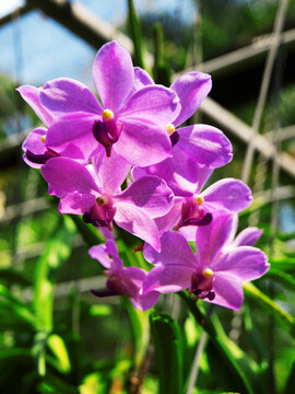 Purple Vanda orchid in Thailand garden. Green garden on background