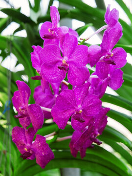 Purple Vanda orchid in Thailand garden. Green leaves on background