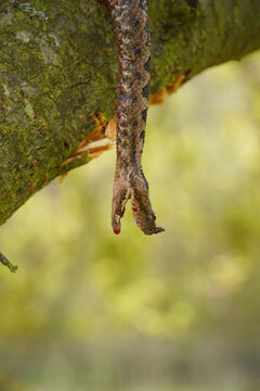 Fantastic photo of a venomous snake with open green eyes, photographed up close while hanging from a tree