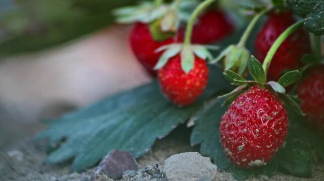 Organic strawberry field shows organic farming and organic strawberries with red berries and ripe strawberry fruits as delicious snacks and healthy snacks in evening sunset and close-up view of fruits