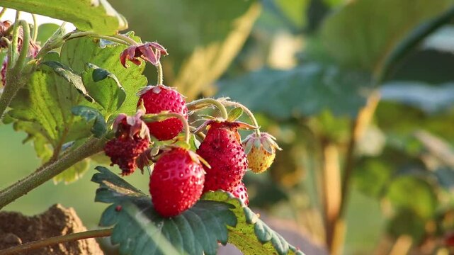 Organic strawberry field shows organic farming and organic strawberries with red berries and ripe strawberry fruits as delicious snacks and healthy snacks in evening sunset and close-up view of fruits