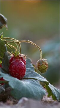 Vertical video of strawberry field shows organic farming and organic strawberries with red berries and ripe strawberry fruits as delicious snacks and healthy snacks. Sustainable farming close-up view.