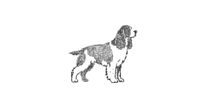 Sketch springer spaniel icon animation - smooth progressive reveal
