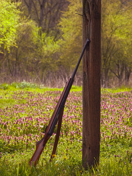An old hunting rifle leaning against a tree while beautiful nature, greenery and flowers, can be seen behind it.