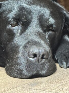 old black labrador retriever