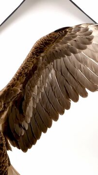 Close-up of a bird's wing with detailed feathers, isolated on white background.