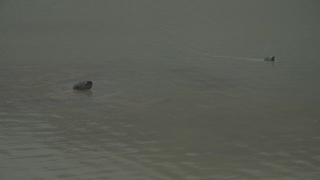 dos patos negros silvestres nadando en una laguna en los andes del per&uacute;, en la laguna del ausangate