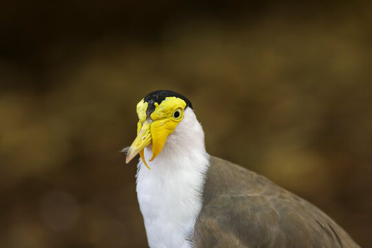 Clos up of a masked lapwing