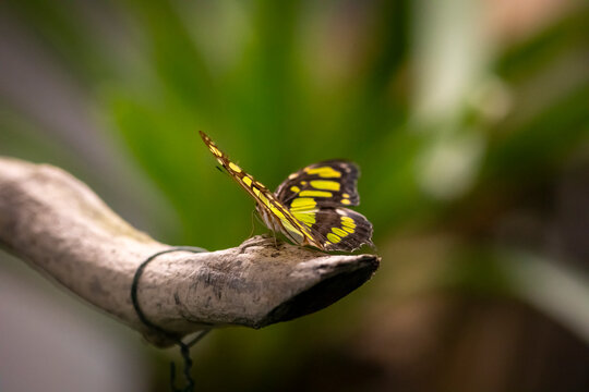 butterfly on a leaf