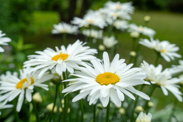 Obraz premium White daisies blooming in a lush garden. Fresh spring flower background with natural beauty, floral abundance, soft focus, and botanical growth concept.