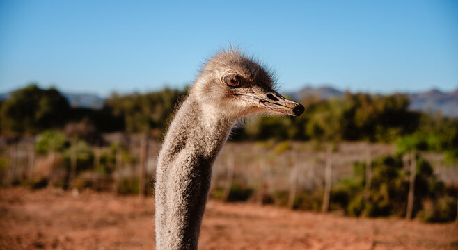 Ostriches in Oudtshoorn, South Africa