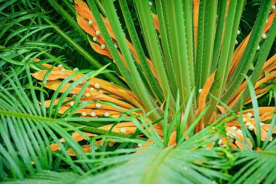Female Cycas seemannii cycad plant showing orange megasporophylls with green ovules and fronds, detailed macro photography of exotic gymnosperm in tropical botanical garden
