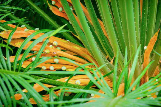 Female Cycas seemannii cycad plant showing orange megasporophylls with green ovules and fronds, detailed macro photography of exotic gymnosperm in tropical botanical garden

