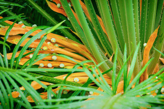 Female Cycas seemannii cycad plant showing orange megasporophylls with green ovules and fronds, detailed macro photography of exotic gymnosperm in tropical botanical garden
