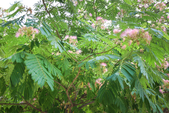 Albrizia Julibrissin trees in Spain