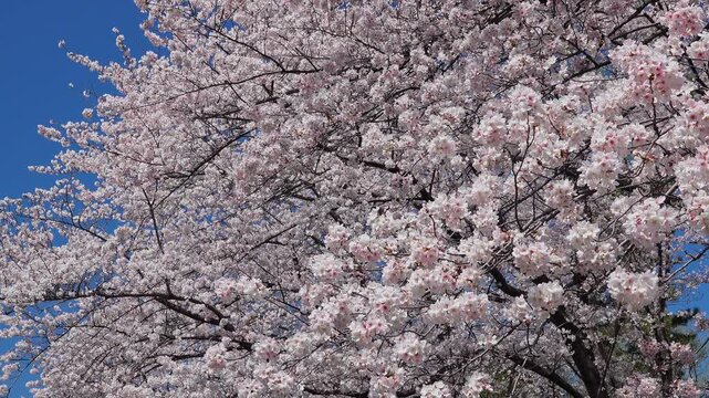 Massive Yoshino cherry blossom tree in full bloom swaying under blue sky in 4K