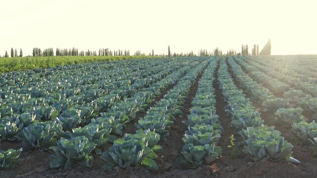Cabbages grow in neat rows in a large field. The sun sets behind the trees, casting light over the crops. This rural area shows the beauty of agriculture