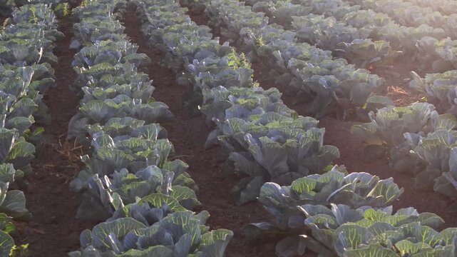 Rows of cabbage plants are growing in a field during the afternoon. The sun shines on the leaves, showing their green color. The ground is brown and well-tilled