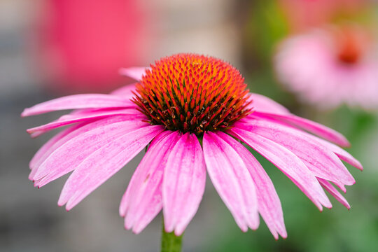 Close‑up view of a purple coneflower (Echinacea) bloom showing slender petals and a spiky orange‑brown central cone.