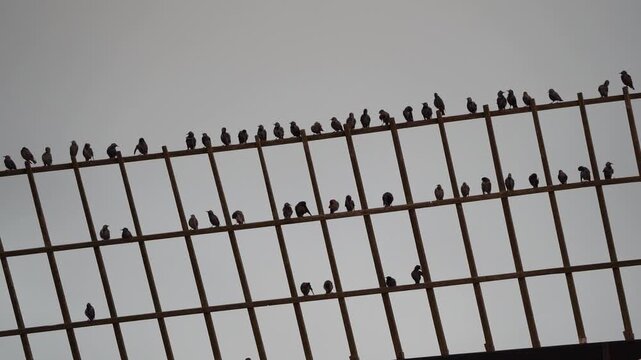 Zoomed in on a group of common starlings (Sturnus vulgaris) sitting on the blade of a windmill in Kinderdijk windmill area