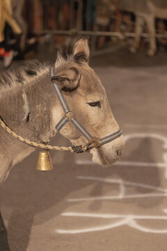 Profile close up of donkey wearing halter and brass bell around neck at night event