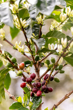 Coffee branch featuring both white flowers and red cherries