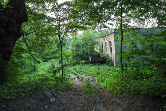 A dirt road leads through a dense forest to an abandoned, overgrown building and an old wooden wheelbarrow. Nature is swallowing human traces, creating an atmosphere of silence and oblivion.