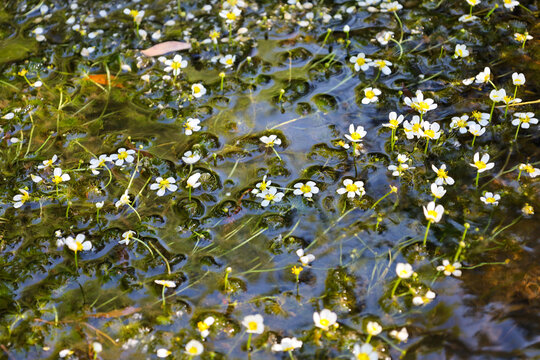 Small white buttercup flowers float on the surface of clear water, surrounded by dense green aquatic plants. The sun illuminates delicate petals, creating beautiful reflections. Natural view of a fore