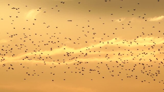 A flock of of common starlings (Sturnus vulgaris) flying during the golden hour in the evening