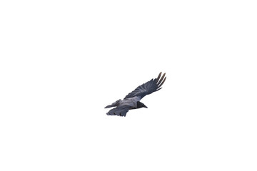 Obraz premium A detailed close-up of a carrion crow flying in a gliding position, isolated against a transparent background.