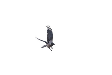 Obraz premium A crow flying with its wings raised in descent mode, isolated against a transparent background.