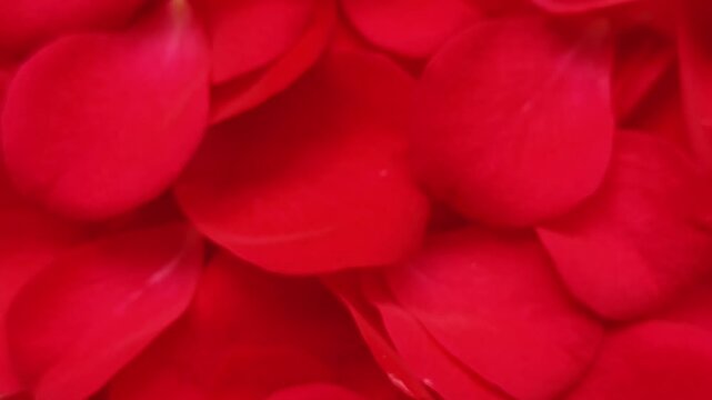 Closeup of blurry and faded red rose flower petals pile slow rotating or spinning top view. Floral abstract background for valentines day, romance, love, wedding anniversary and romantic memory.