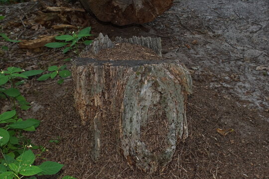 Macro photography of natural anthill on old weathered tree stump in forest environment background