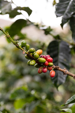 Coffee branch with ripening red and green cherries