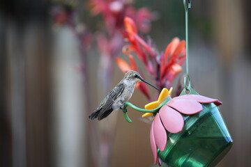 Hummingbird drinking nectar. © Elzbieta 
