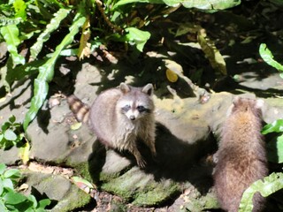 Raccoon © vouvraysan