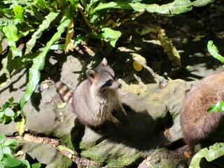 Raccoon © vouvraysan