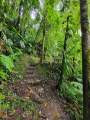 Obraz premium Forêt tropicale, Guadeloupe