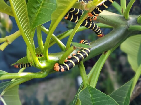 Chenille antillaise