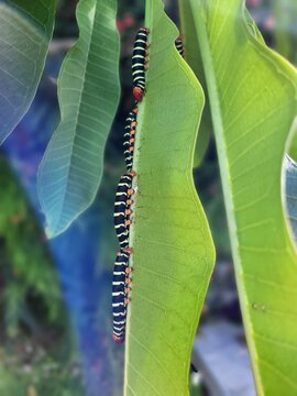 Chenille antillaise