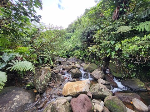 For&ecirc;t tropicale, Guadeloupe