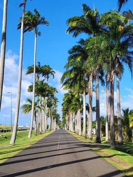 All&eacute;e Dumanoir, Guadeloupe