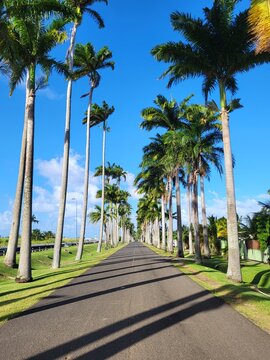 All&eacute;e Dumanoir, Guadeloupe