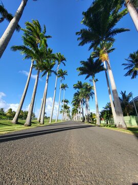 All&eacute;e Dumanoir, Guadeloupe