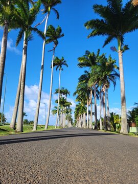 All&eacute;e Dumanoir, Guadeloupe